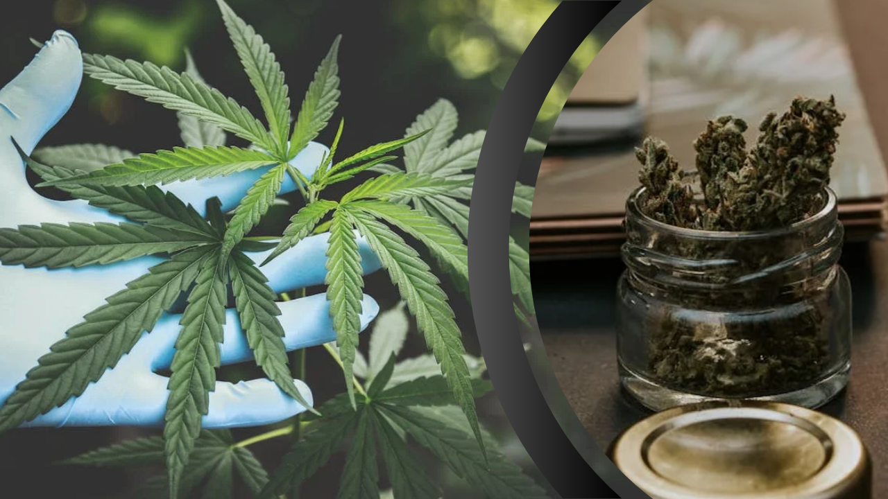 5StarsStocks.com Cannabis: The Market's Green Frontier
